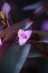 Preview wallpaper flower, purple, close up, plant, macro