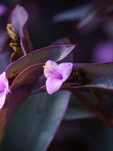 Preview wallpaper flower, purple, close up, plant, macro