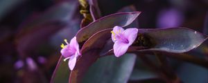 Preview wallpaper flower, purple, close up, plant, macro