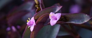 Preview wallpaper flower, purple, close up, plant, macro