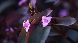 Preview wallpaper flower, purple, close up, plant, macro