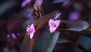 Preview wallpaper flower, purple, close up, plant, macro