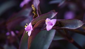 Preview wallpaper flower, purple, close up, plant, macro