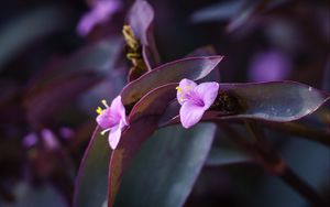 Preview wallpaper flower, purple, close up, plant, macro