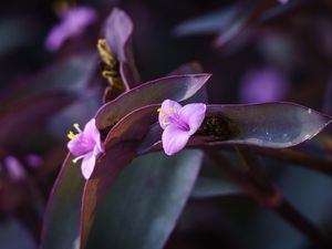 Preview wallpaper flower, purple, close up, plant, macro