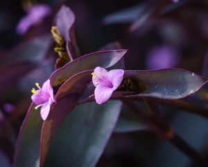 Preview wallpaper flower, purple, close up, plant, macro