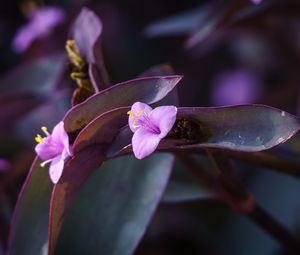 Preview wallpaper flower, purple, close up, plant, macro