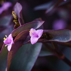 Preview wallpaper flower, purple, close up, plant, macro