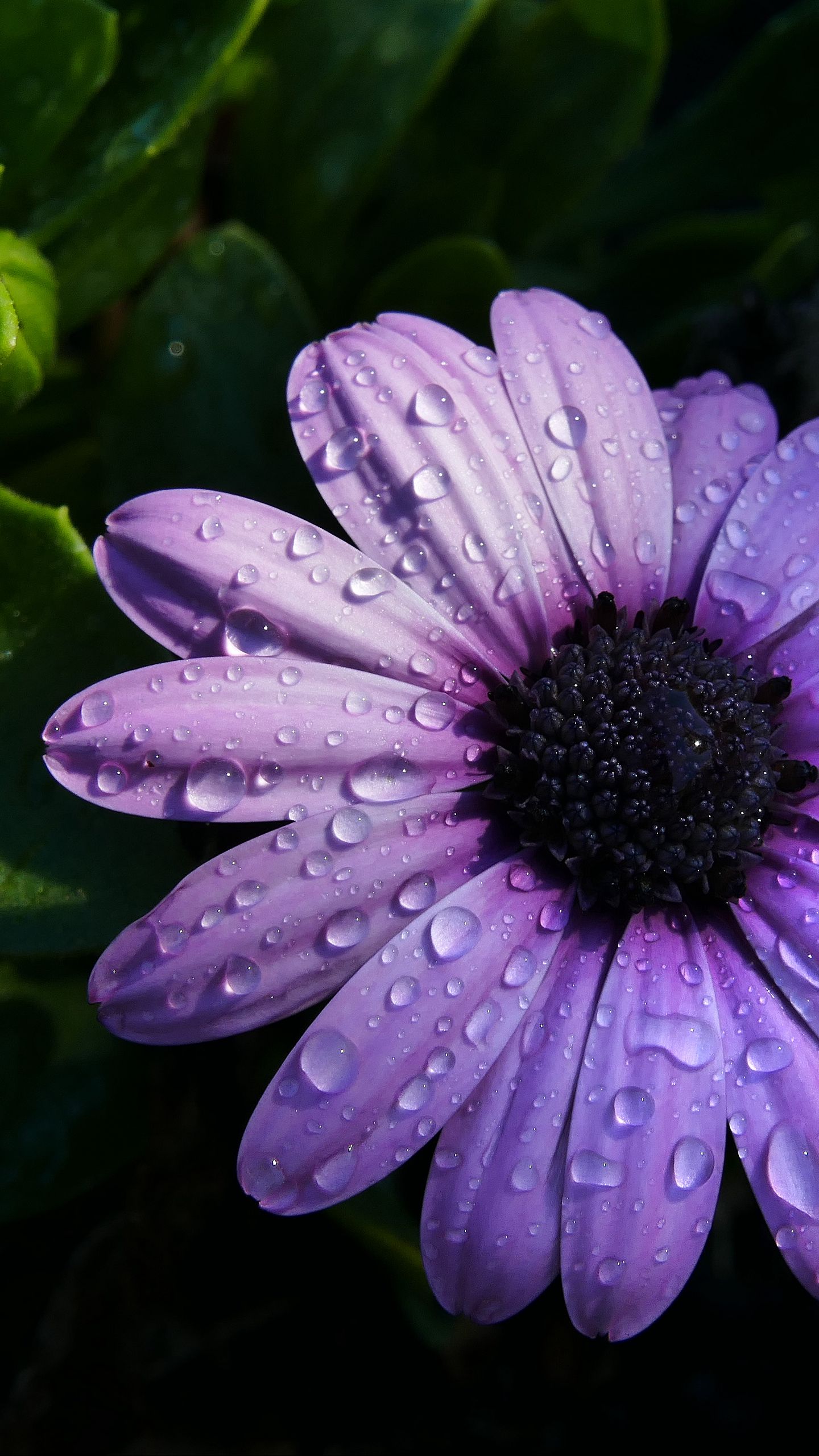 Hoa cúc tím rực rỡ rất rực rỡ và ấm áp vào mùa thu. Tải xuống hình ảnh để được chiêm ngưỡng vẻ đẹp hoa tươi này và cập nhật hoa cúc tím làm hình nền cho điện thoại của bạn.