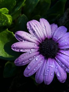 Preview wallpaper flower, purple, daisy, petals