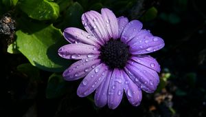 Preview wallpaper flower, purple, daisy, petals