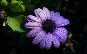 Preview wallpaper flower, purple, daisy, petals