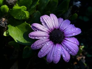 Preview wallpaper flower, purple, daisy, petals