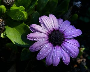 Preview wallpaper flower, purple, daisy, petals