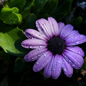 Preview wallpaper flower, purple, daisy, petals