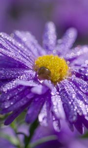 Preview wallpaper flower, purple, drops, marco, blur