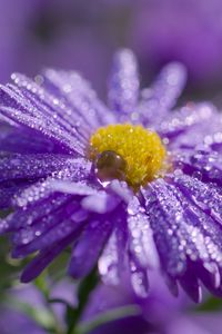 Preview wallpaper flower, purple, drops, marco, blur