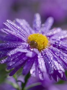 Preview wallpaper flower, purple, drops, marco, blur