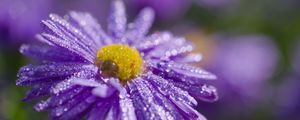 Preview wallpaper flower, purple, drops, marco, blur