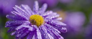 Preview wallpaper flower, purple, drops, marco, blur