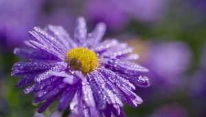 Preview wallpaper flower, purple, drops, marco, blur