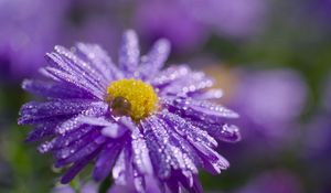 Preview wallpaper flower, purple, drops, marco, blur