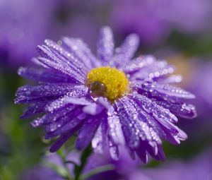 Preview wallpaper flower, purple, drops, marco, blur