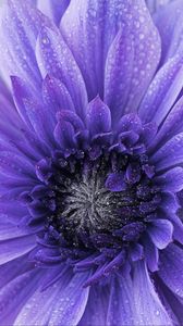 Preview wallpaper flower, purple, drops, petals, macro