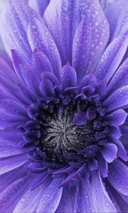 Preview wallpaper flower, purple, drops, petals, macro