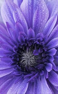 Preview wallpaper flower, purple, drops, petals, macro