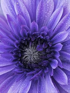 Preview wallpaper flower, purple, drops, petals, macro