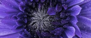 Preview wallpaper flower, purple, drops, petals, macro
