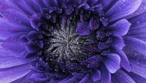 Preview wallpaper flower, purple, drops, petals, macro