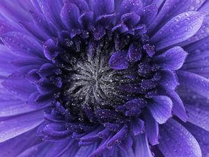 Preview wallpaper flower, purple, drops, petals, macro