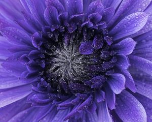 Preview wallpaper flower, purple, drops, petals, macro