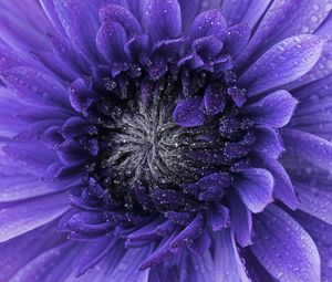 Preview wallpaper flower, purple, drops, petals, macro