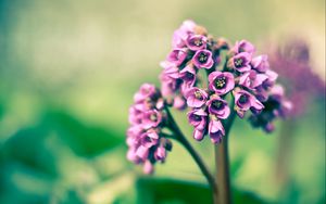 Preview wallpaper flower, purple, green, bright, light