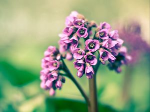 Preview wallpaper flower, purple, green, bright, light