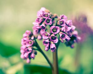 Preview wallpaper flower, purple, green, bright, light