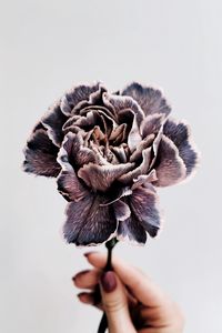 Preview wallpaper flower, purple, hand, closeup