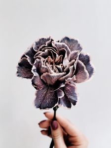 Preview wallpaper flower, purple, hand, closeup