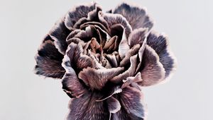 Preview wallpaper flower, purple, hand, closeup