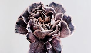 Preview wallpaper flower, purple, hand, closeup