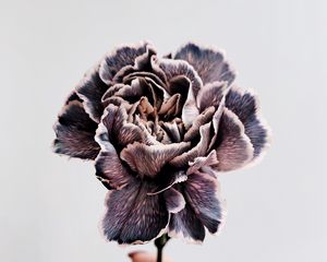 Preview wallpaper flower, purple, hand, closeup