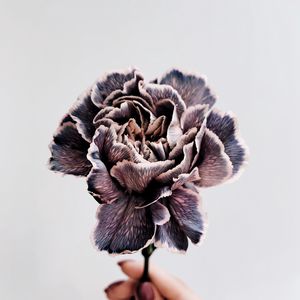 Preview wallpaper flower, purple, hand, closeup