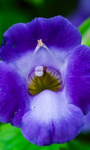 Preview wallpaper flower, purple, macro, closeup