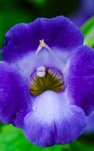 Preview wallpaper flower, purple, macro, closeup