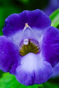 Preview wallpaper flower, purple, macro, closeup