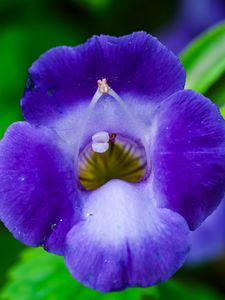 Preview wallpaper flower, purple, macro, closeup