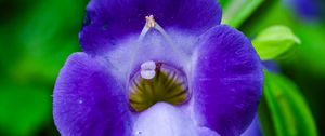 Preview wallpaper flower, purple, macro, closeup